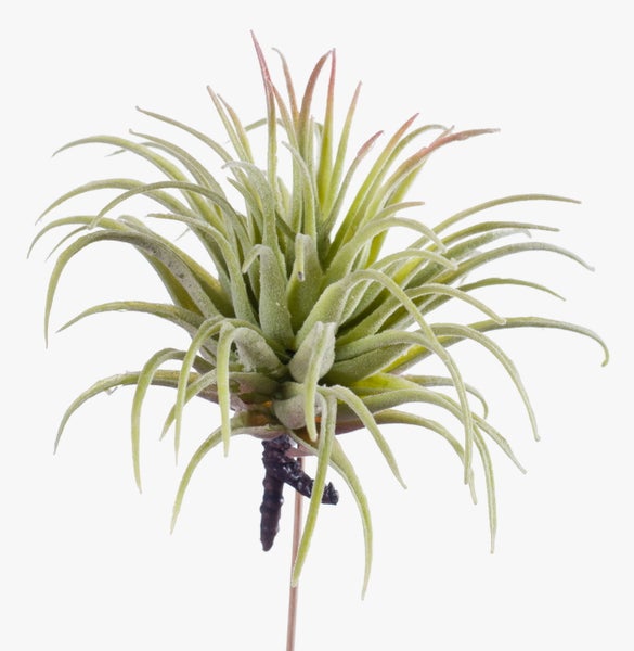 Nahaufnahme einer Tillandsia Luftpflanze mit schmalen, silbrig-grünen Blättern.