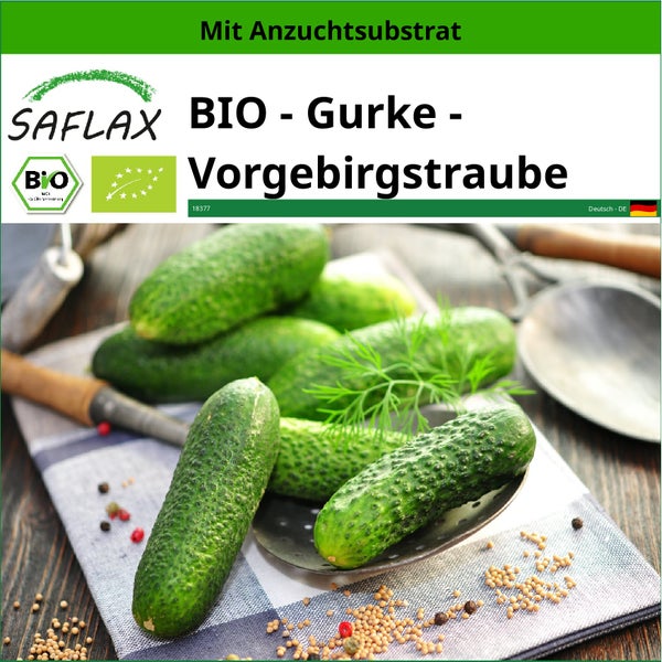 SAFLAX  - BIO - Gurke - Vorgebirgstraube - Cucumis sativus - 15 Samen - Mit keimfreiem Anzuchtsubstrat