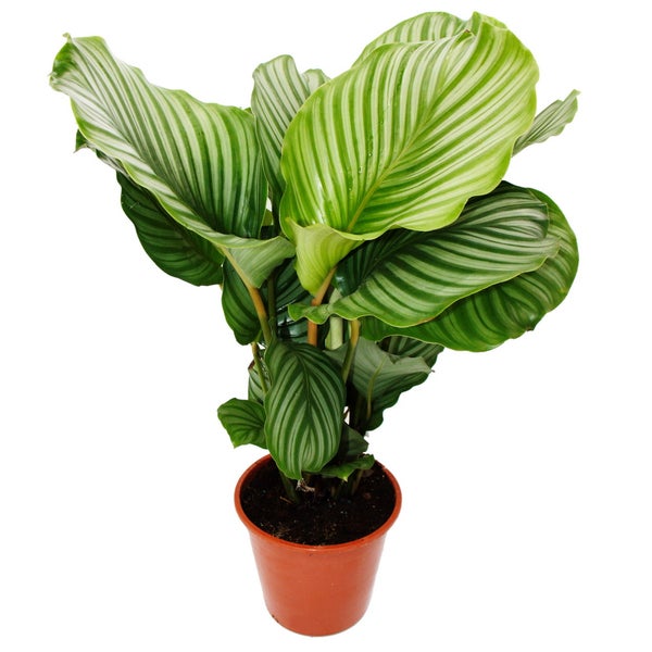 Blatt einer Calathea Zimmerpflanze