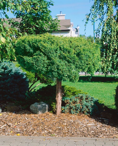 Juniperus chinensis 'Goldstar', Chinesischer Wacholder, goldgelb, 15–20 cm