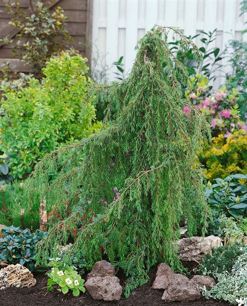 Hänge Wacholder im Gartenbeet mit Steinen