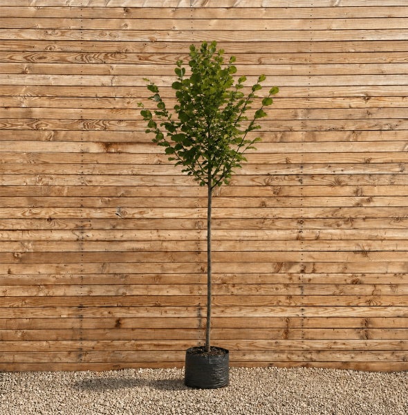 Ein junger Laubbaum mit schlankem Stamm in einem Kunststoffpflanztopf vor einer hölzernen Sichtschutzwand im Garten.