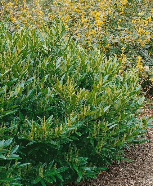 Prunus laurocerasus 'Otto Luyken', Kirschlorbeer, immergrün, 40–50 cm