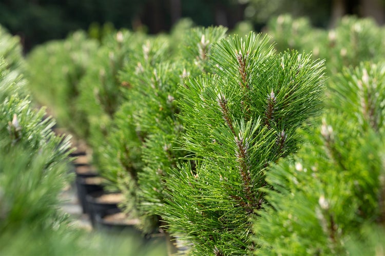 Pinus nigra 'Komet', Schwarzkiefer, 40–50 cm, immergrün
