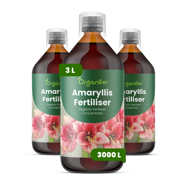 Organifer Amaryllis-Dünger, organisches Düngerkonzentrat, drei Flaschen mit insgesamt drei Liter Inhalt.