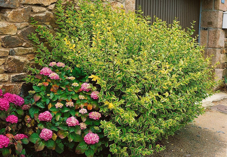 Üppiger Garten mit blühenden Hortensien und buntem Strauch