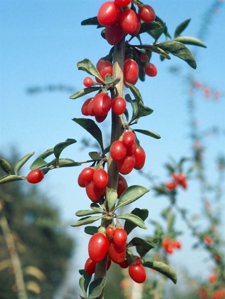 Lycium barbarum 'Big Lifeberry', Goji-Beere, 40–60 cm