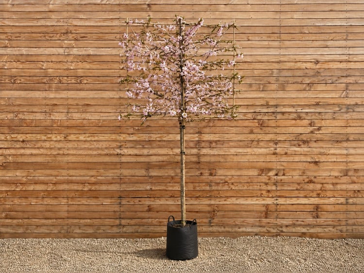 Ein in quadratischer Form gespaliertes Mandelbäumchen mit Blüten in einem schwarzen Pflanzkübel vor einer Holzwand.