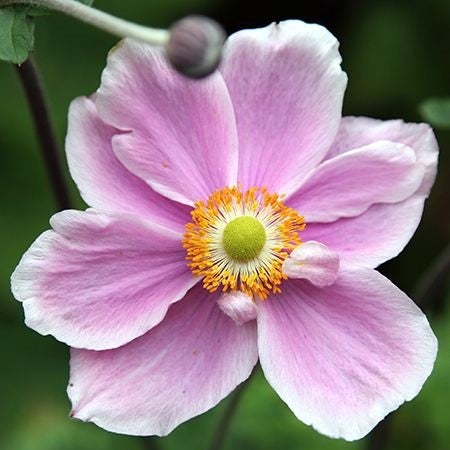 Nahaufnahme einer rosa Herbstanemone mit gelber Mitte