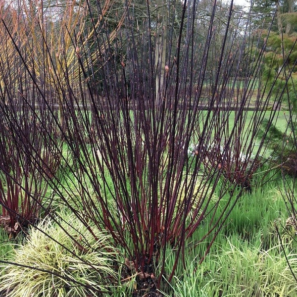 Dekorative Sträucher mit auffälligen Trieben im Gartenbeet.