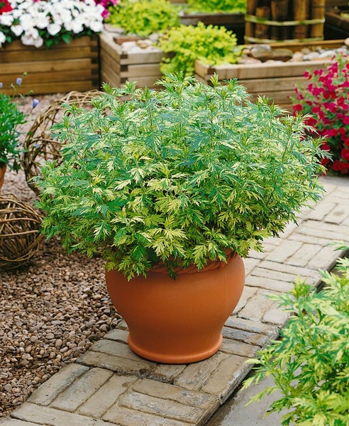 Beifußpflanze in Terrakottatopf im Garten