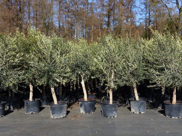 3x Olivenbaum Olive 20 Jahre 180 - 220 cm, beste Qualität, Stammumfang 20 - 30 cm, winterhart, Olea Europaea