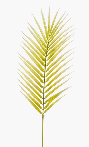 Nahaufnahme eines grünen Palmwedels mit symmetrisch angeordneten Blättern.