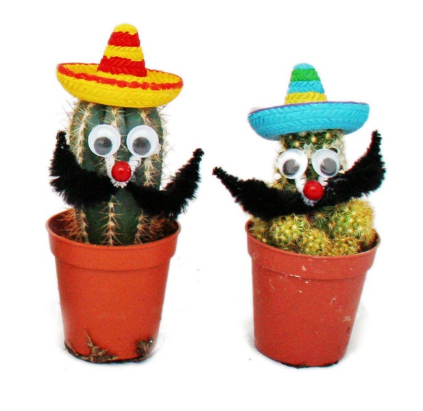 Kakteen mit lustigem Sombrero