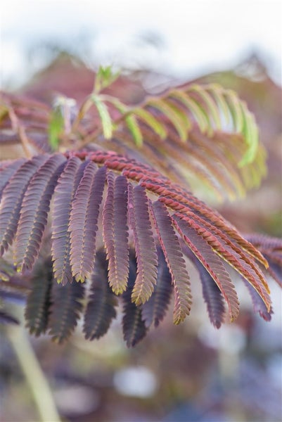 Albizia julibrissin 'Evey's Pride', Seidenbaum, 40–60 cm, rosa Blüten