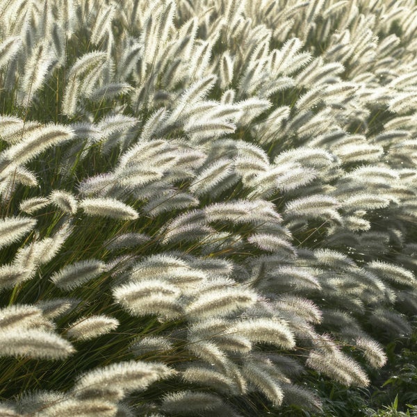 Lampenputzer-Gras - Pennisetum alopecuroides 'Hameln' - 9cm Topf - Set mit 20 Pflanzen