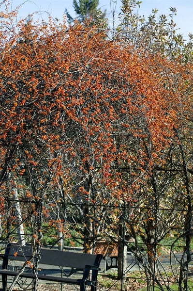 Celastrus orbiculatus 'Diana', Kletterspindel, 60–100 cm