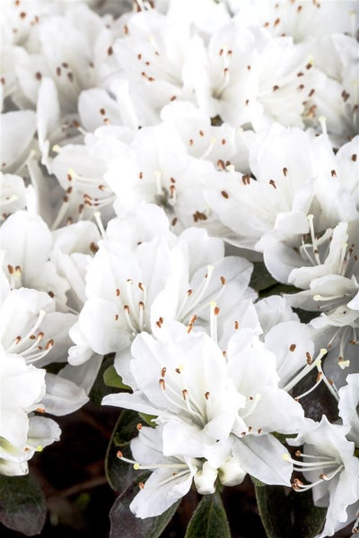 Rhododendron obt. 'Diamant Weiß', Rhododendron, weiß, 20–25 cm