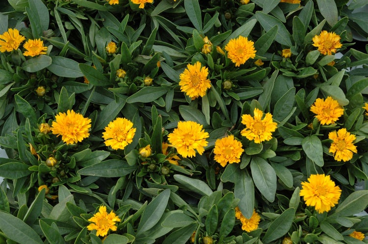 Coreopsis grandiflora 'Early Sunrise', Mädchenauge, gelb, ca. 9x9 cm Topf