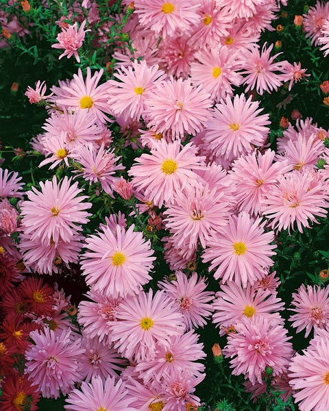 Aster novi-belgii 'Rosaperle', Herbstaster, rosa, ca. 9x9 cm Topf