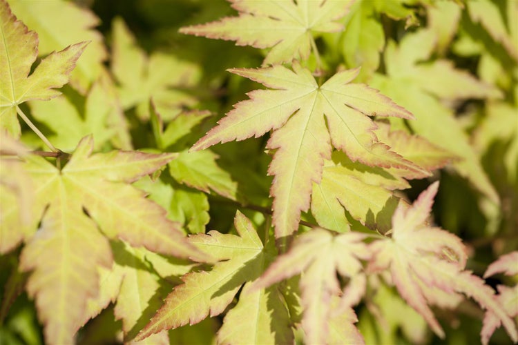 Acer palmatum 'Orange Dream', Japanischer Ahorn, orange, 40–60 cm