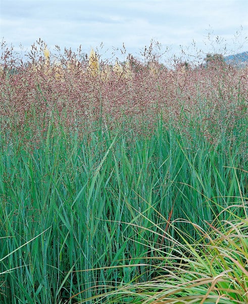 Panicum virgatum 'Heavy Metal', Rutenhirse, blaugrün, ca. 9x9 cm Topf