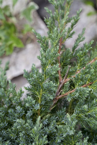 Juniperus procumbens 'Nana', Kriech-Wacholder, 20–25 cm