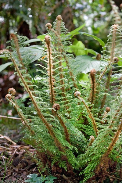 Polystichum setiferum, Filigranfarn, ca. 9x9 cm Topf