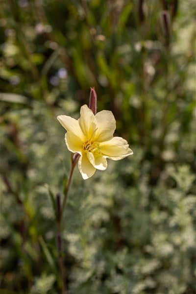 Oenothera odorata, Nachtkerze, duftend, ca. 9x9 cm Topf