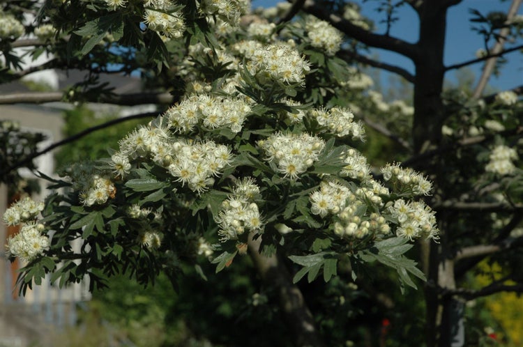 Crataegus monogyna, Eingriffeliger Weißdorn, 40–60 cm