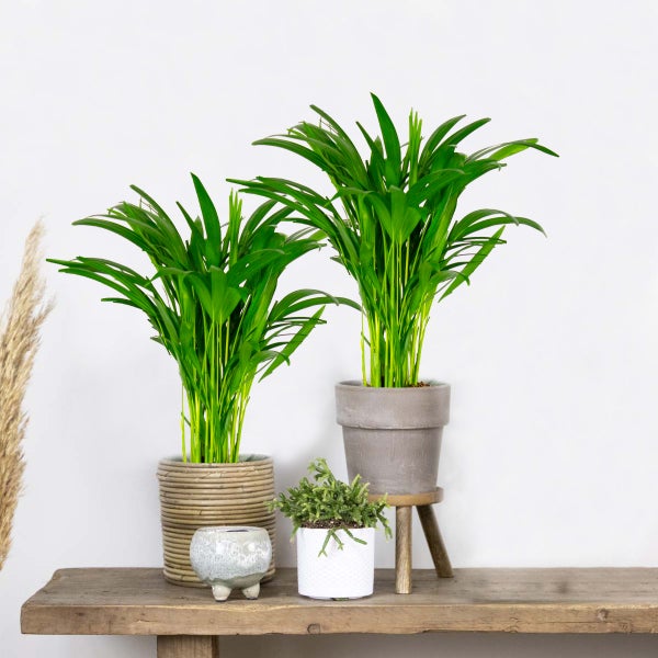 Bloomique - 2er Set - Dypsis Lutescens - Goldfruchtpalme - Areca Palme - Zimmerpflanzen - Pflegeleicht - Haustierfreundlich - Höhe 40-50 cm - Topf 14 cm