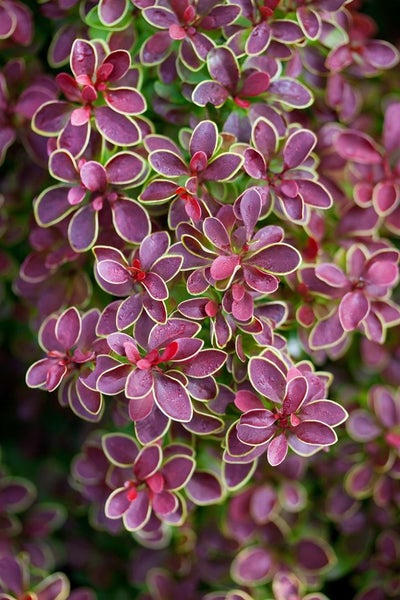 Berberis thunbergii 'Golden Ring', Berberitze, gelb-rot, 40–60 cm