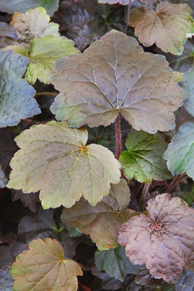 Heuchera micrantha 'Palace Purple', Purpurglöckchen, ca. 9x9 cm Topf