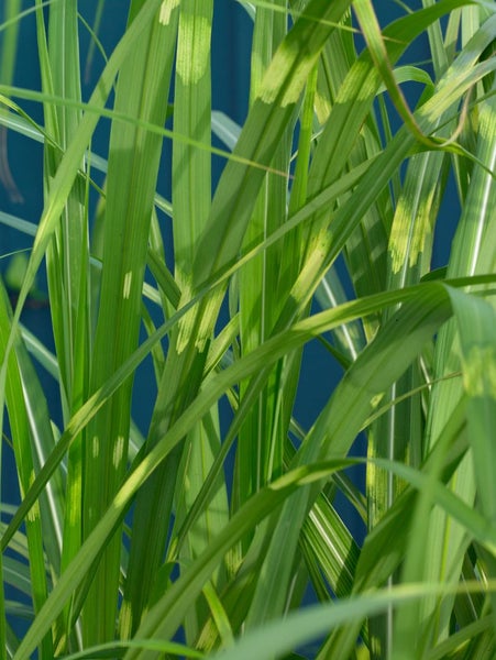 Miscanthus sinensis 'Giraffe', Chinaschilf, auffällig gestreift, 3-5 L Container