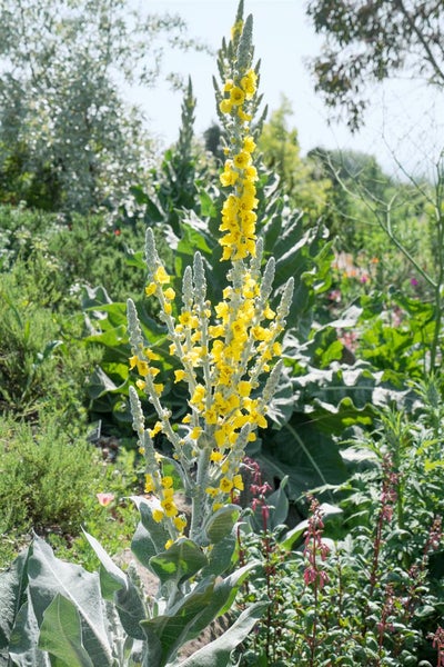 Verbascum bombyciferum, Silber-Königskerze, silbergrau, ca. 9x9 cm Topf