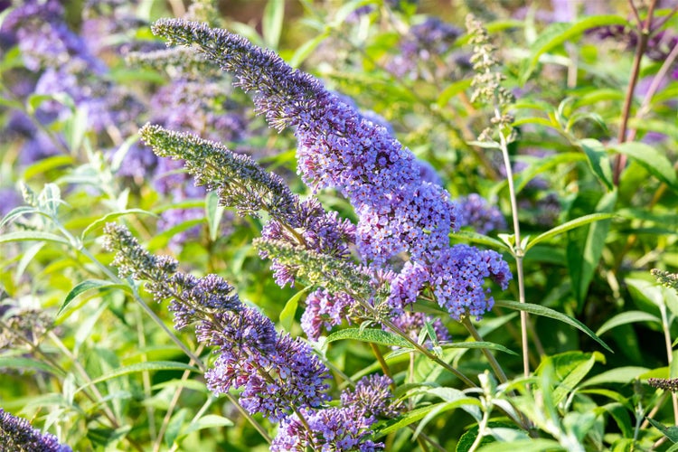 Buddleja davidii 'Empire Blue', Schmetterlingsflieder, blau, 60–100 cm