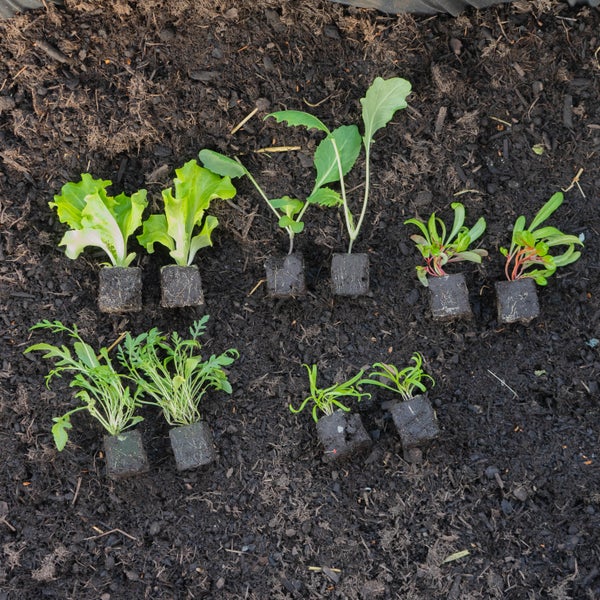 Bio Hochbeet-Set „Frühstart“, Bio Jungpflanzen, Bio Gemüse anbauen, Garten, Balkon, 2x Bio Spinat, 2x Bio Kohlrabi, 2x Bio Mangold, 2x Bio Rucola, 2x Bio Kopfsalat