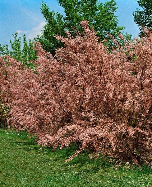 Tamariskenhecke im Garten