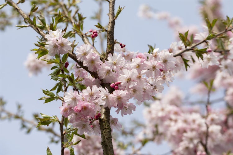 Nahaufnahme von blühenden Zweigen eines Zierkirschenbaums im Frühling.