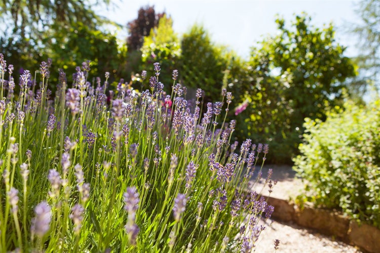 Lavandula angustifolia, Echter Lavendel, duftend, 2 Liter Container