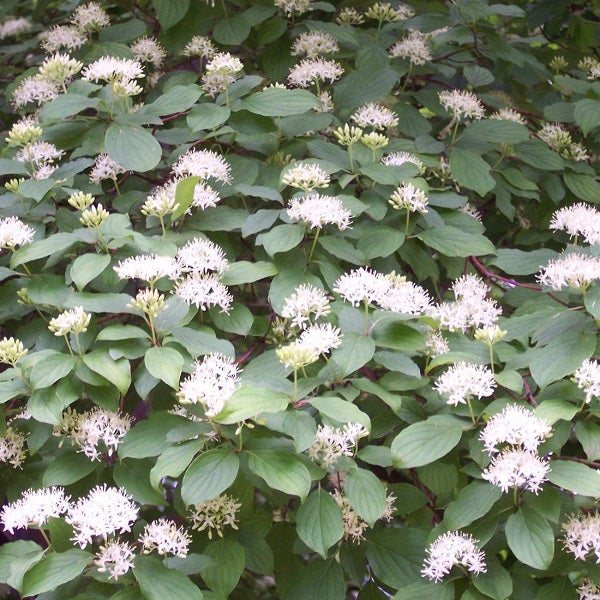 Blühender Hartriegelstrauch mit weißen Blüten