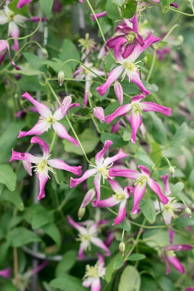 Clematis triternata 'Rubromarginata', duftend, 100–150 cm