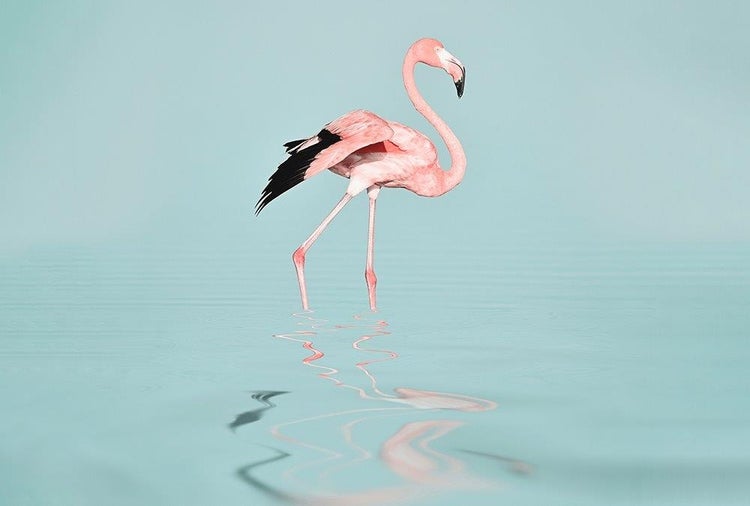 Wandbild mit einem Flamingo, der im Wasser steht und sich spiegelt.