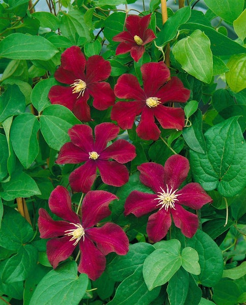 Clematis Hybride 'Warszawska Nike', dunkelviolett, 60–100 cm