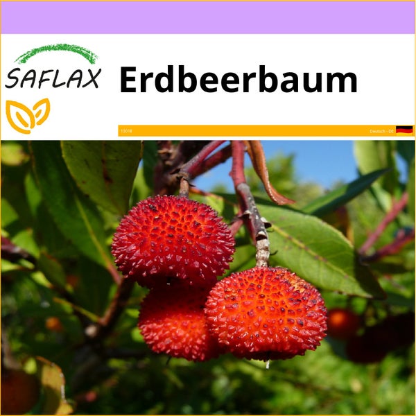 SAFLAX  - Erdbeerbaum - Arbutus unedo - 50 Samen