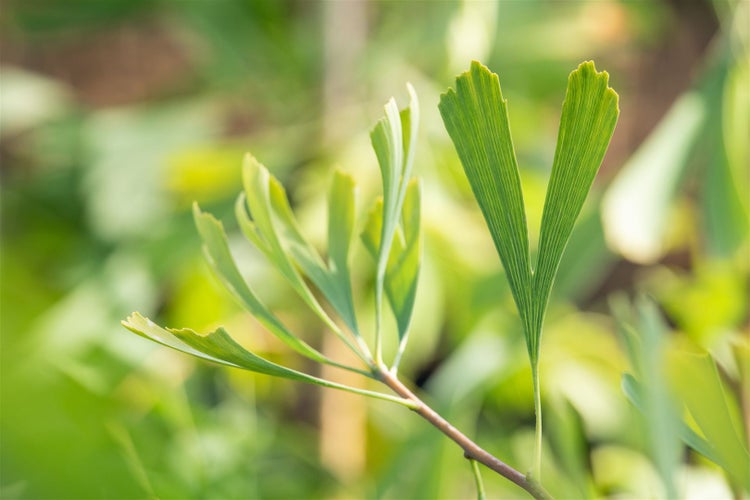 Ginkgo biloba 'Saratoga', Fächerblattbaum, 80–100 cm