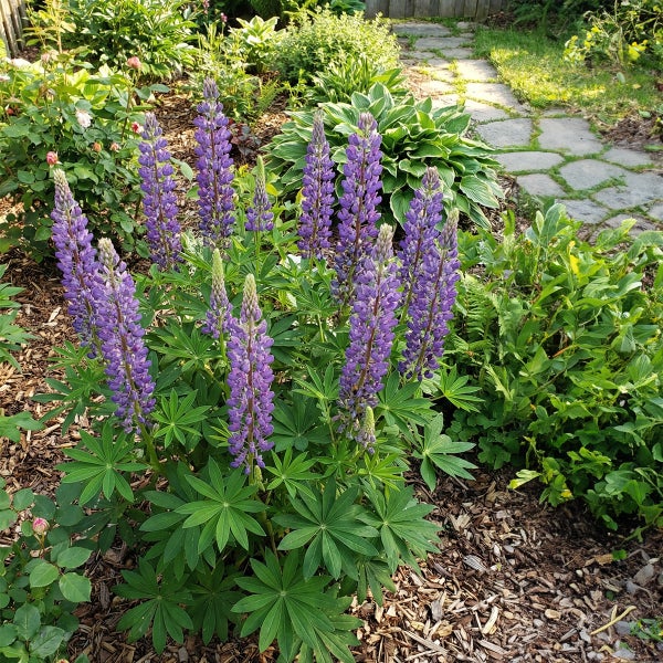 Violette Lupinen in einem Gartenbeet mit Rindenmulch, grünen Stauden und einem angrenzenden Trittsteinweg aus Naturstein.