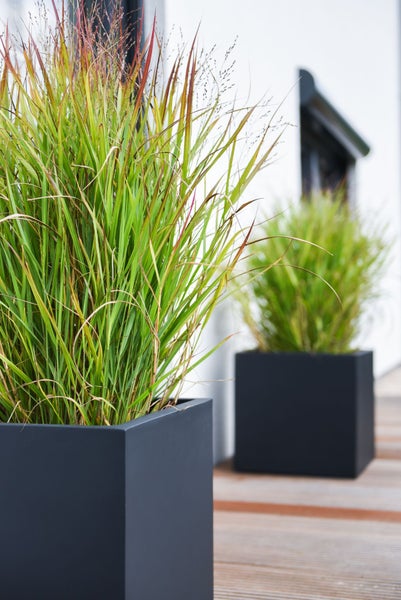 Moderne anthrazitfarbene quadratische Pflanzkübel mit hohem Ziergras auf einer Holzterrasse vor einer weißen Wand.
