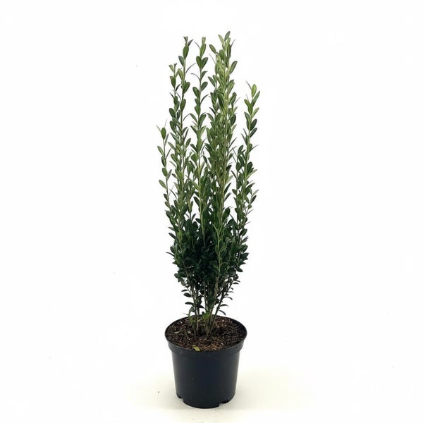 Säulenbuxus im schwarzen Kunststofftopf