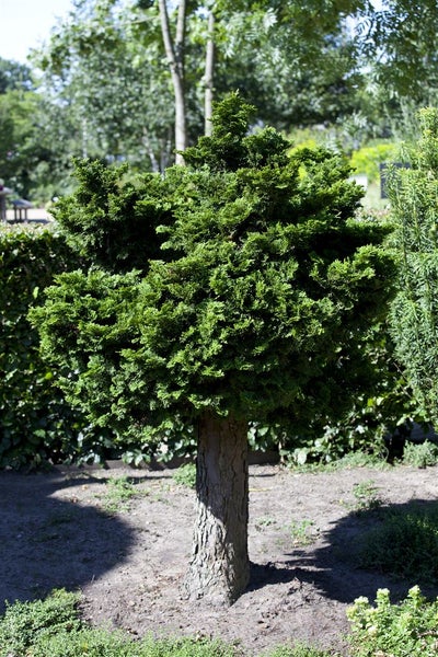 Kugelbaum im Garten